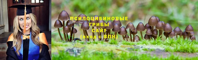 Псилоцибиновые грибы GOLDEN TEACHER  Бирюсинск 